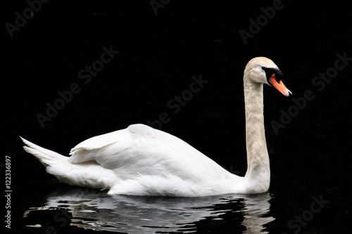 Schwan im See