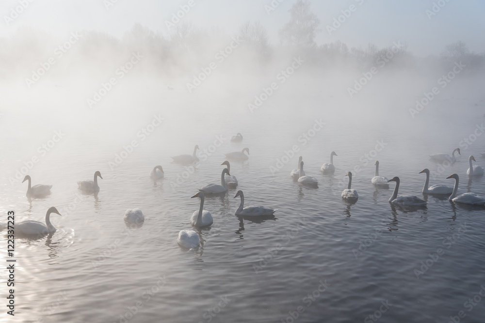 Obraz premium swan lake fog winter birds