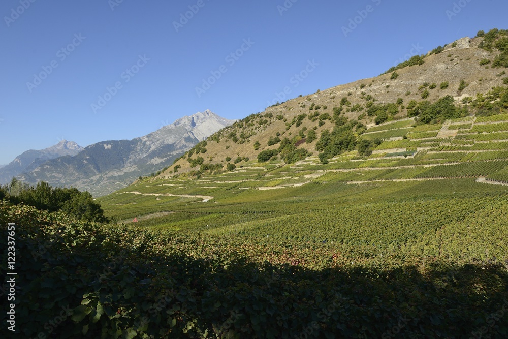 Fototapeta premium Vignoble à Savièse, Suisse, Valais