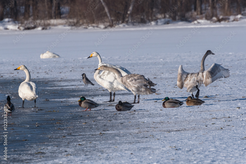 Fototapeta premium swan lake winter birds