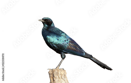 Burchells starling, Lamprotornis australis photo