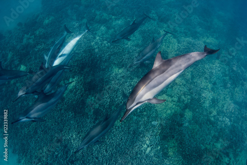 Scuba diving with Spinner Dolphins off the north coast of the Big Island in Hawaii