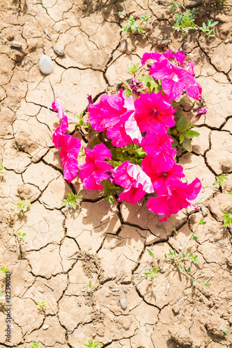 Beautiful flowers in the flowerbed on the street in dry cracked