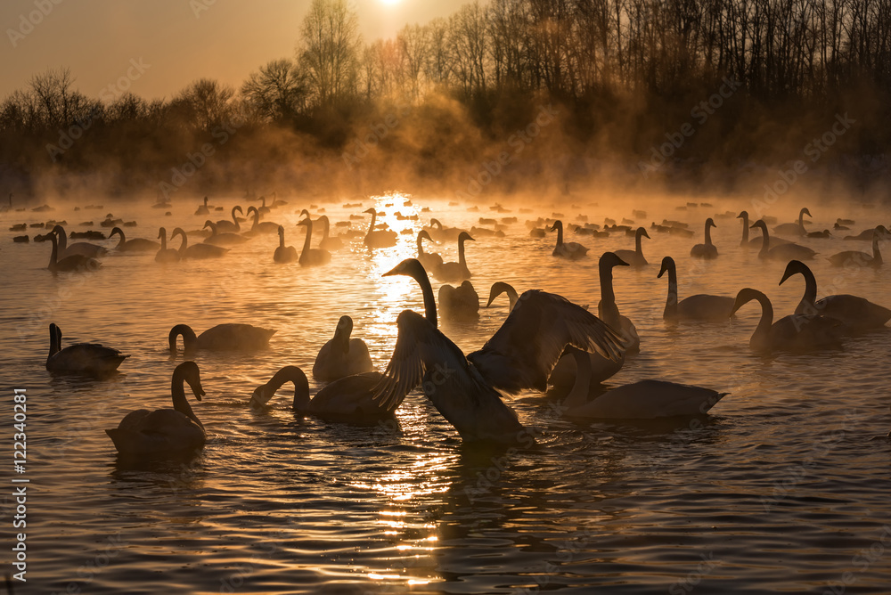 Naklejka premium swans lake mist winter sunset