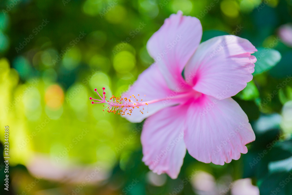Hibiscus Hibiscus