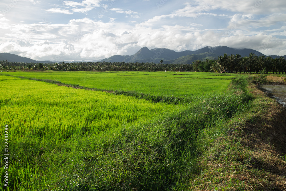 Rice Field Rice Field