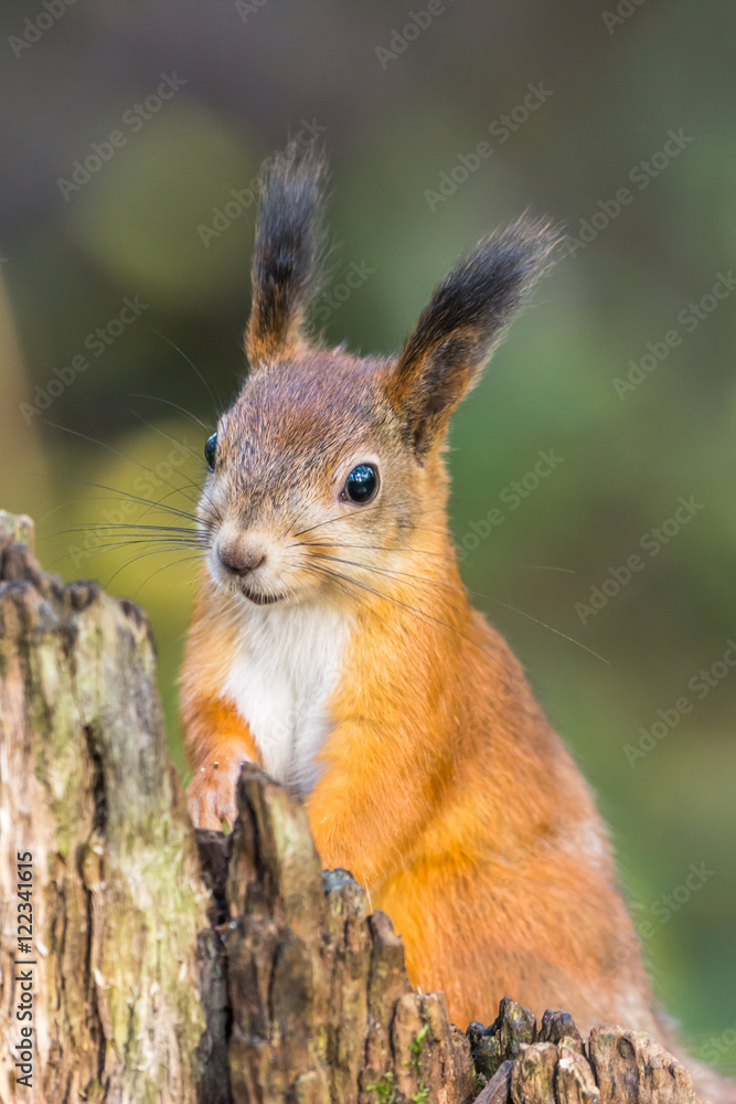 Squirrel Squirrel