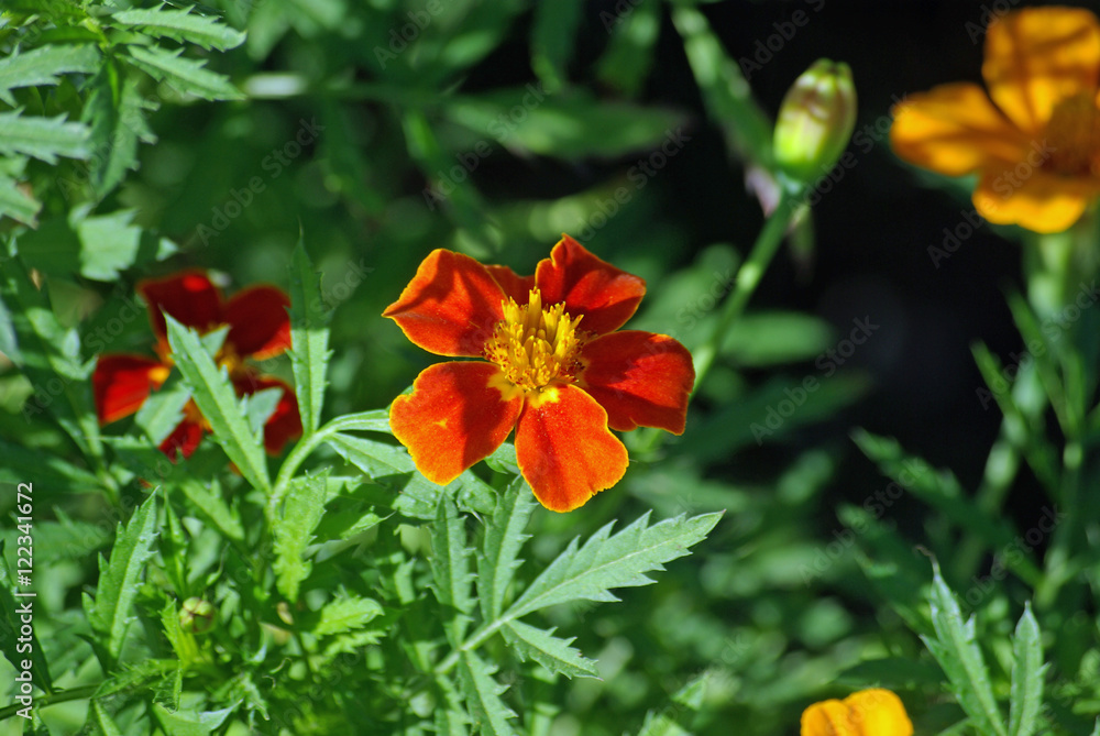 Oeillet d'Inde orange en été, Jardin des Plantes Paris Oeillet d'Inde orange en été, Jardin des Plantes Paris