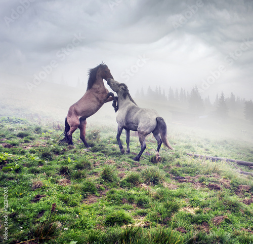 horses, stallions in the fog