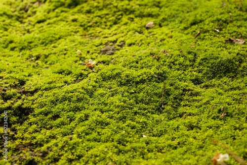 Closeup green moss on the rock