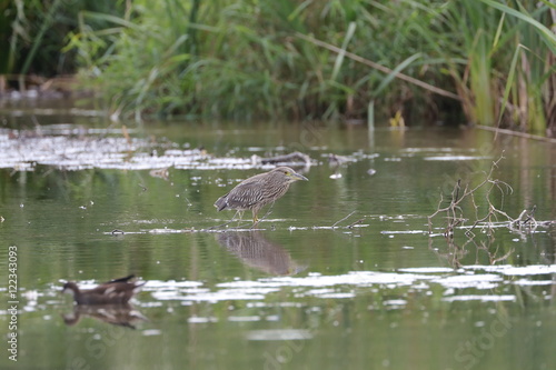 Eisvogel