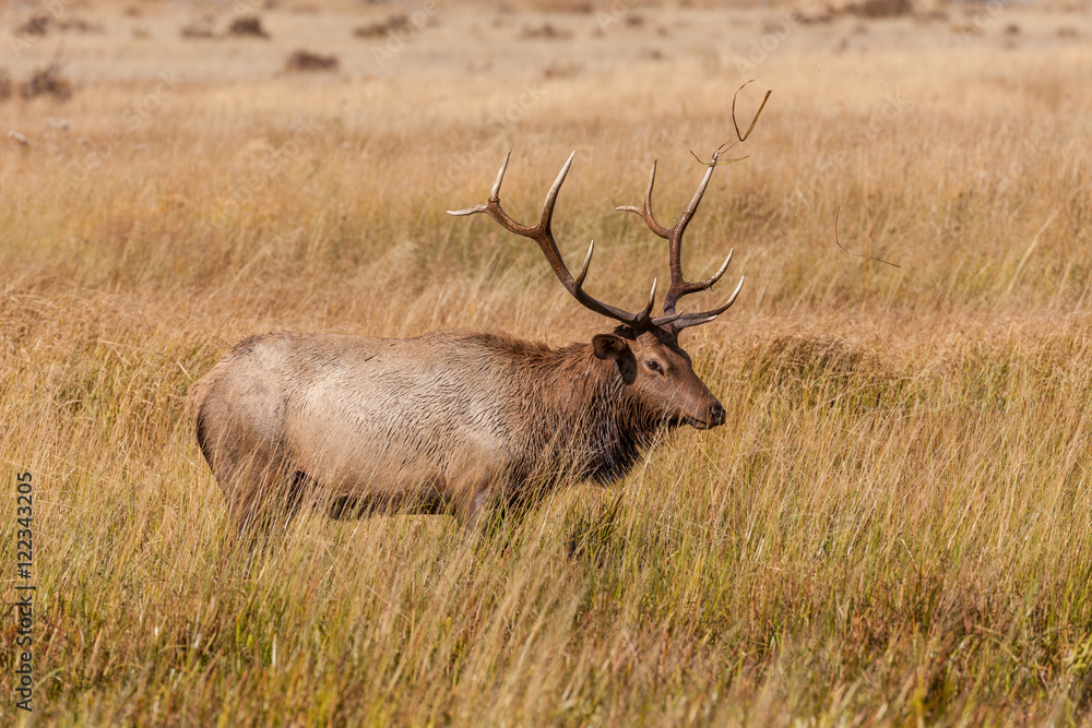 Bull Elk in Rut Bull Elk in Rut