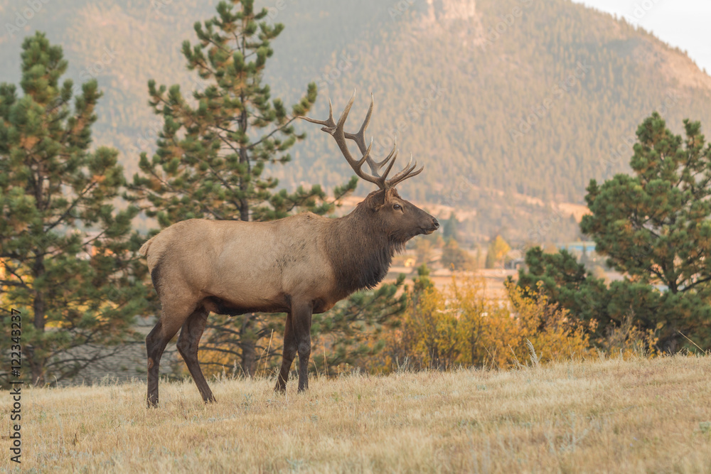 Fototapeta premium Bull Elk in Rut