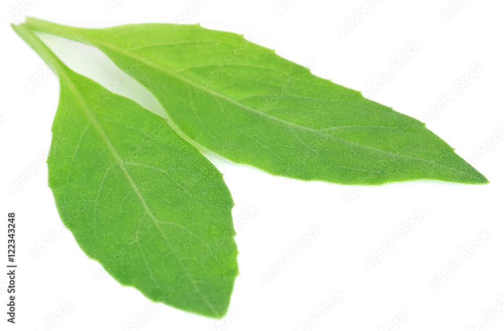 Gynura procumbens known as longevity spinach Gynura procumbens known as longevity spinach