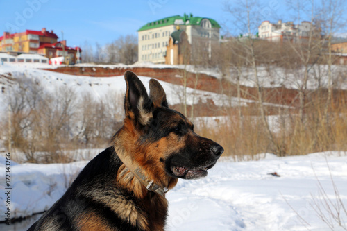 German shepherd dog on snow in winter day photo