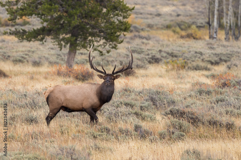 Bull Elk During the Fall rut Bull Elk During the Fall rut
