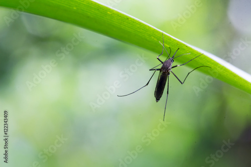 Aedes aegypti Mosquito. Close up a Mosquito Mosquito on leaf,Mos © frank29052515