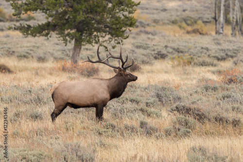 Bull Elk During the Fall rut