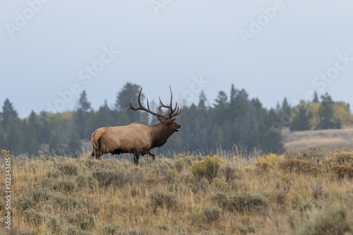 Fototapeta Naklejka Na Ścianę i Meble -  Bull Elk During the Fall rut