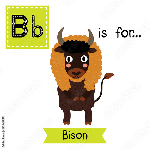 B letter tracing. Bison standing on two legs. Cute children zoo alphabet flash card. Funny cartoon animal. Kids abc education. Learning English vocabulary. Vector illustration.