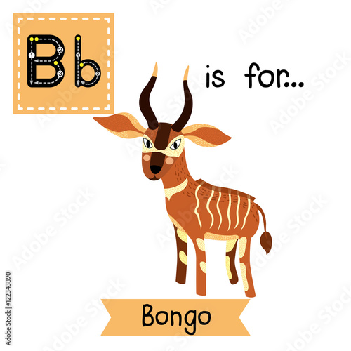 B letter tracing. Standing Bongo. Cute children zoo alphabet flash card. Funny cartoon animal. Kids abc education. Learning English vocabulary. Vector illustration.
