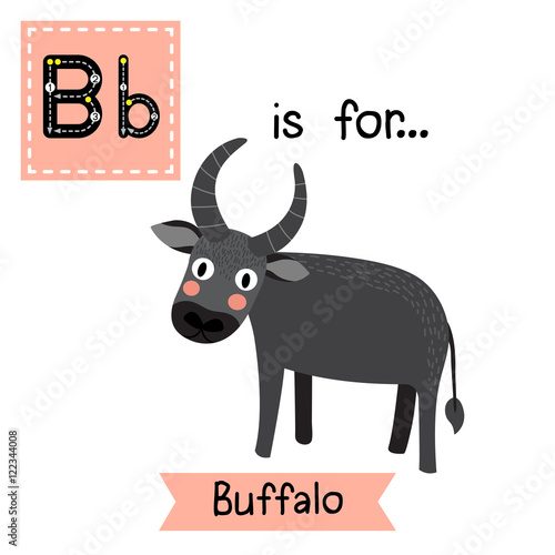 B letter tracing. Standing Buffalo. Cute children zoo alphabet flash card. Funny cartoon animal. Kids abc education. Learning English vocabulary. Vector illustration.