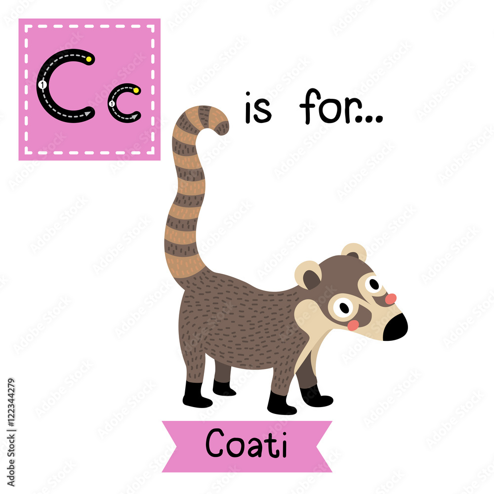 C letter tracing. Standing Coati. Cute children zoo alphabet flash card