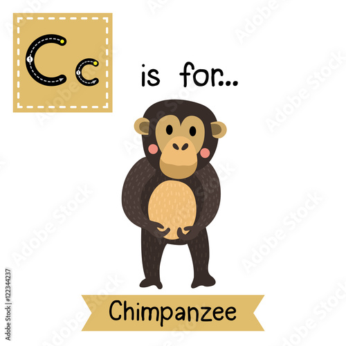 C letter tracing. Standing Chimpanzee. Cute children zoo alphabet flash card. Funny cartoon animal. Kids abc education. Learning English vocabulary. Vector illustration.