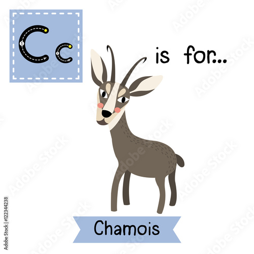 C letter tracing. Standing Chamois. Cute children zoo alphabet flash card. Funny cartoon animal. Kids abc education. Learning English vocabulary. Vector illustration.