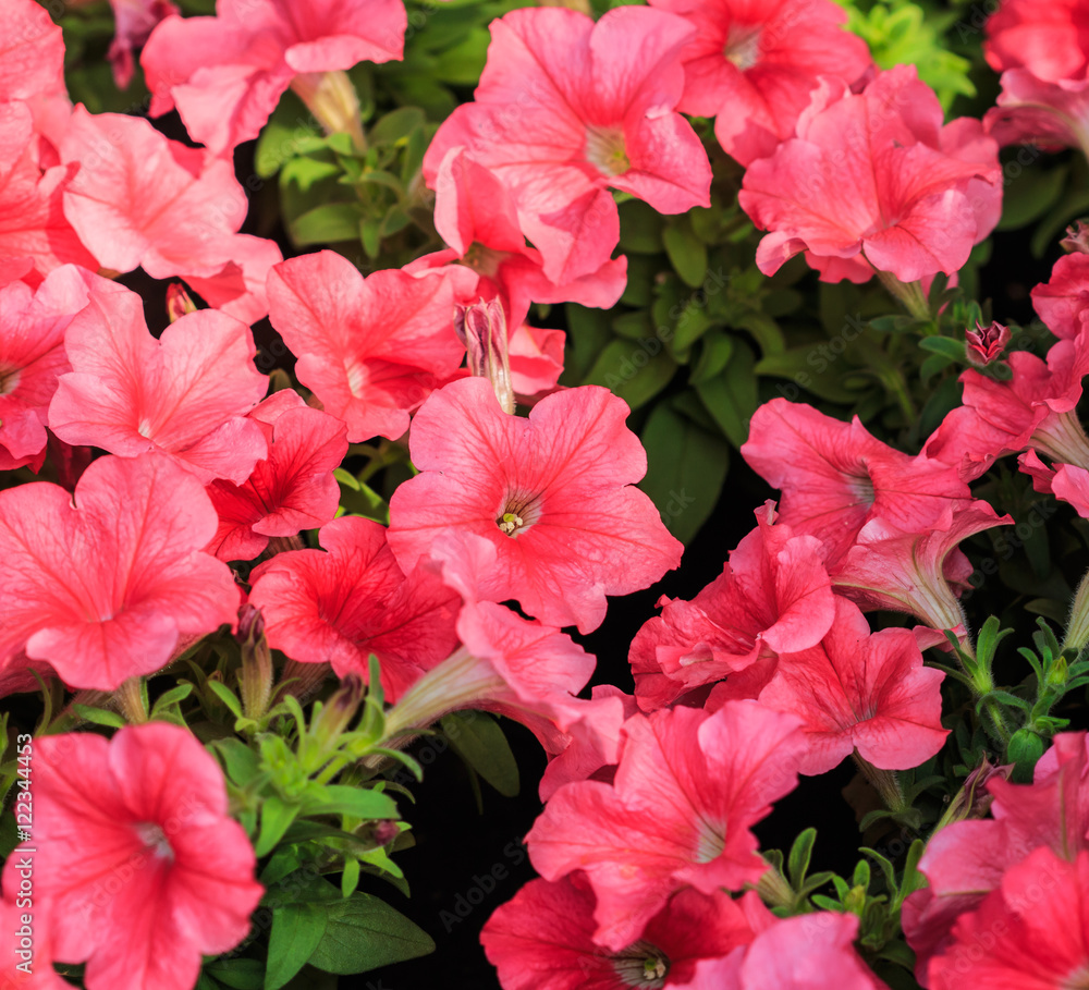 Petunias or Petunia hybrida Vilm Petunias or Petunia hybrida Vilm