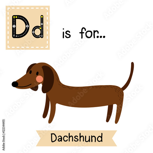 D letter tracing. Dachshund. Cute children zoo alphabet flash card. Funny cartoon animal. Kids abc education. Learning English vocabulary. Vector illustration.