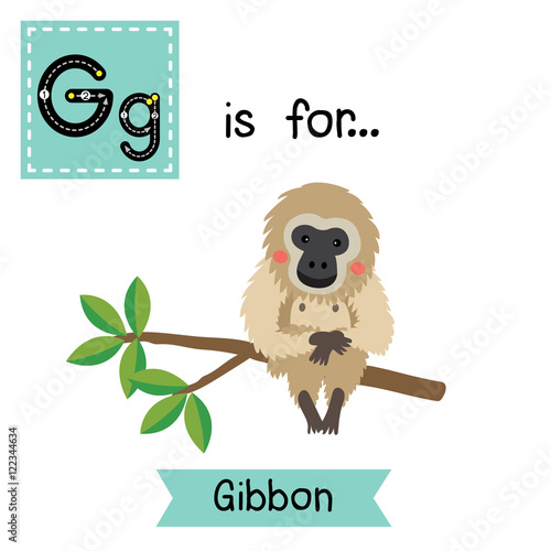 G letter tracing. Gibbon. Cute children zoo alphabet flash card. Funny cartoon animal. Kids abc education. Learning English vocabulary. Vector illustration.