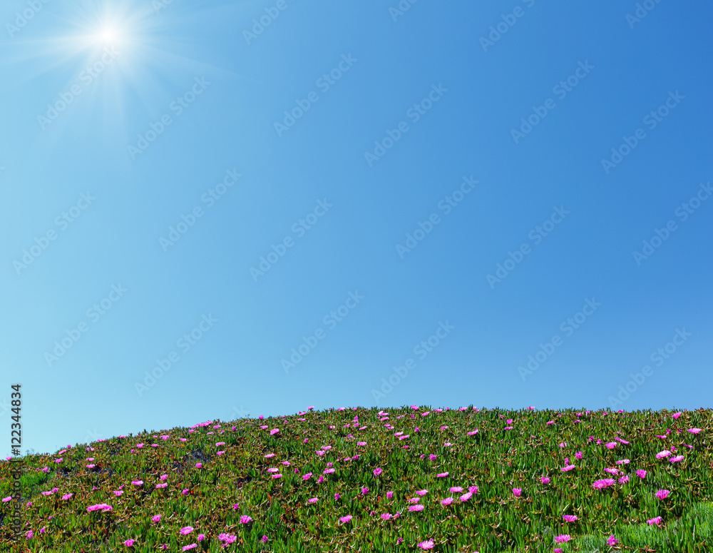 Blue sunshine sky and pink flowers on hillside.