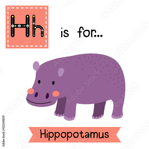 H letter tracing. Standing Hippopotamus. Cute children zoo alphabet flash card. Funny cartoon animal. Kids abc education. Learning English vocabulary. Vector illustration.
