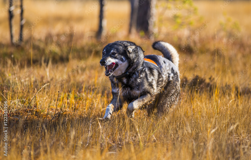 Swedish Moosehound in the fall hunting season