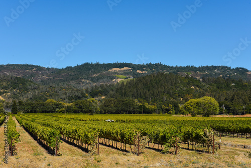 Napa Valley California Vineyard