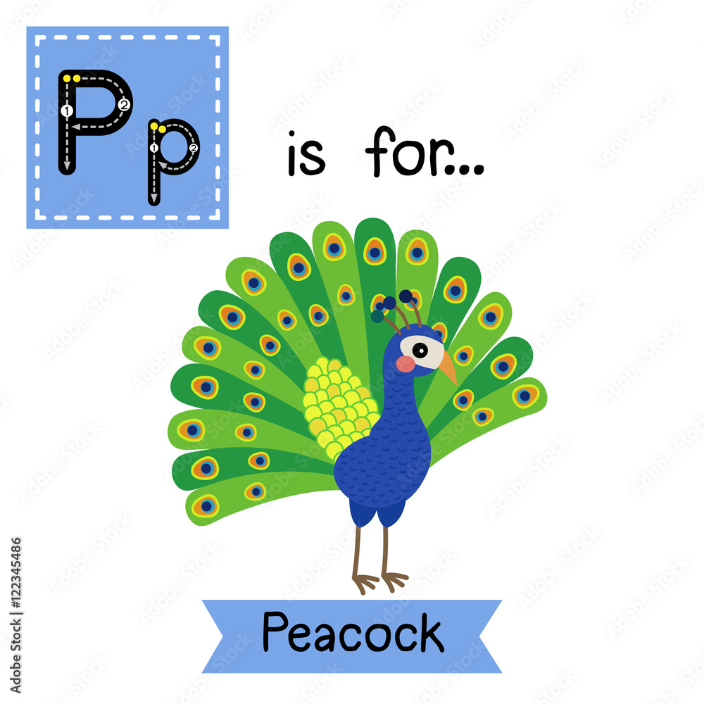 P Letter Tracing Peacock Cute Children Zoo Alphabet Flash Card Funny Cartoon Animal Kids Abc Education Learning English Vocabulary Vector Illustration Stock Vector Adobe Stock