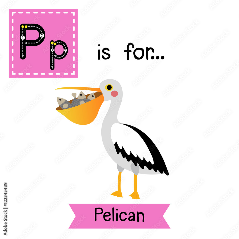 P letter tracing. Pelican bird with fish in mouth. Cute children zoo  alphabet flash card. Funny cartoon animal. Kids abc education. Learning  English vocabulary. Vector illustration. Stock Vector | Adobe Stock