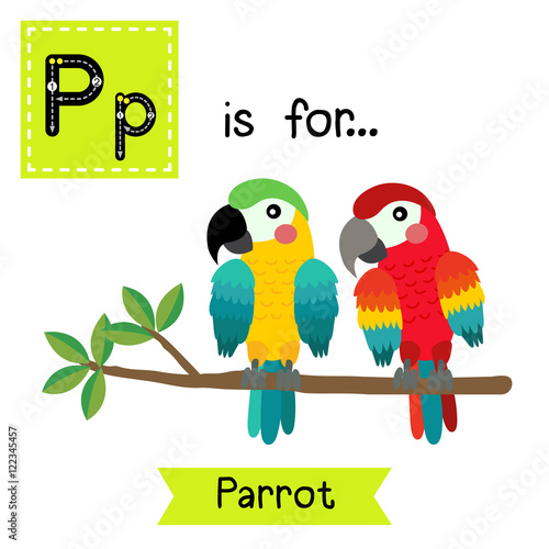 P letter tracing. Colorful Parrot bird. Cute children zoo alphabet flash card. Funny cartoon animal. Kids abc education. Learning English vocabulary. Vector illustration.
