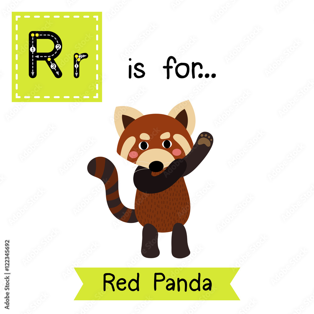 R letter tracing. Dancing Red Panda. Cute children zoo alphabet flash card.  Funny cartoon animal. Kids abc education. Learning English vocabulary.  Vector illustration. Stock Vector | Adobe Stock