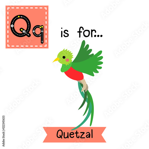 Q letter tracing. Flying Quetzal bird. Cute children zoo alphabet flash card. Funny cartoon animal. Kids abc education. Learning English vocabulary. Vector illustration.
