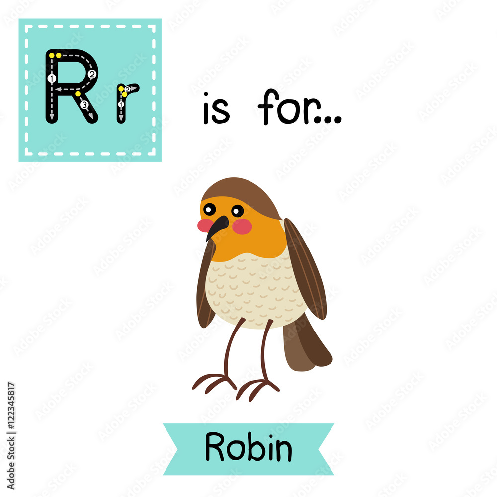 R letter tracing. Standing Robin bird. Cute children zoo alphabet flash card. Funny cartoon animal. Kids abc education. Learning English vocabulary. Vector illustration. R letter tracing. Standing Robin bird. Cute children zoo alphabet flash card. Funny cartoon animal. Kids abc education. Learning English vocabulary. Vector illustration.