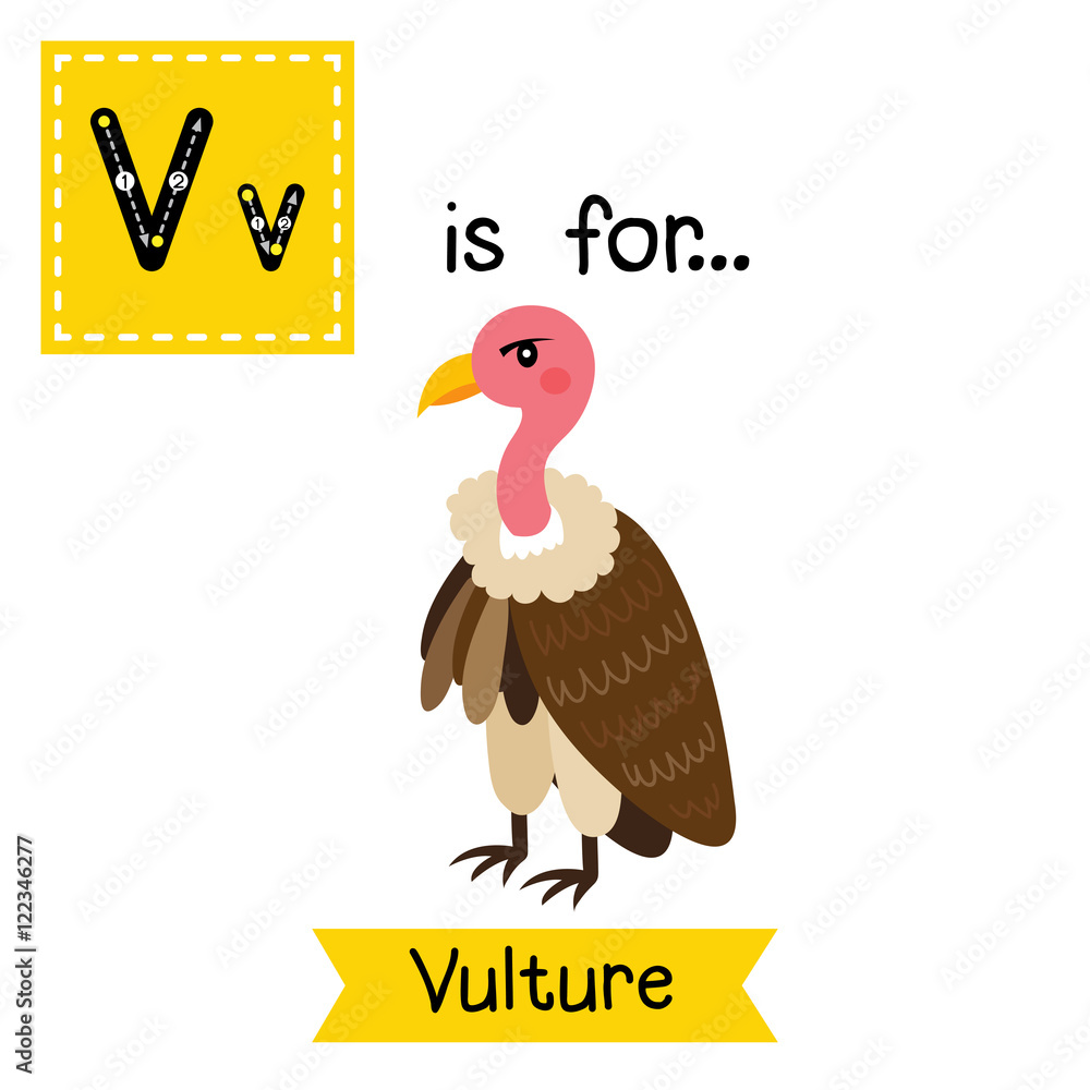 V letter tracing. Standing Vulture bird. Cute children zoo alphabet