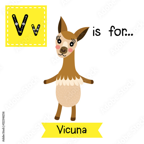 V letter tracing. Vicuna standing on two legs. Cute children zoo alphabet flash card. Funny cartoon animal. Kids abc education. Learning English vocabulary. Vector illustration.