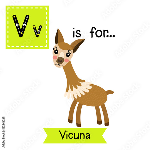 V letter tracing. Vicuna. Cute children zoo alphabet flash card. Funny cartoon animal. Kids abc education. Learning English vocabulary. Vector illustration.