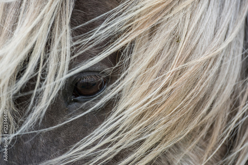 Icelandic Horse in detail