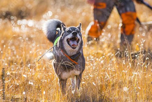 Swedish Moosehound in the fall hunting season