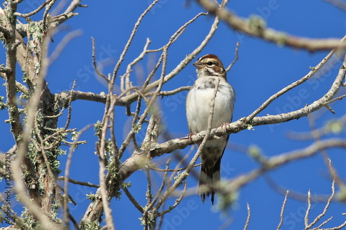 Lark Sparrow photo