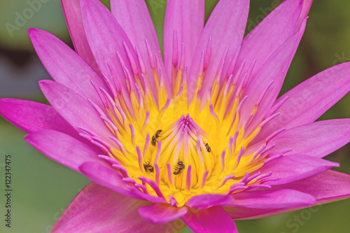 Close -up pink waterlily with bee on pond