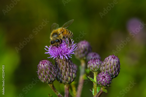 Eine Biene auf Wollköpfiger Kratzdistel photo